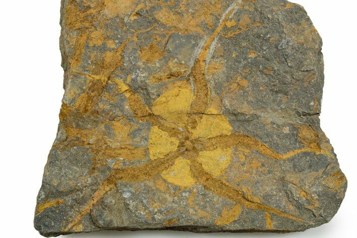 Detailed Ordovician Brittle Star (Ophiura) - Morocco #350559